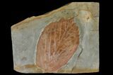 Fossil Dogwood (Cornus) Leaf - Montana #120819-1